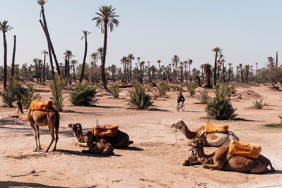 Marrakech Enchantée : Une Aventure Authentique avec Maroc Car Rental